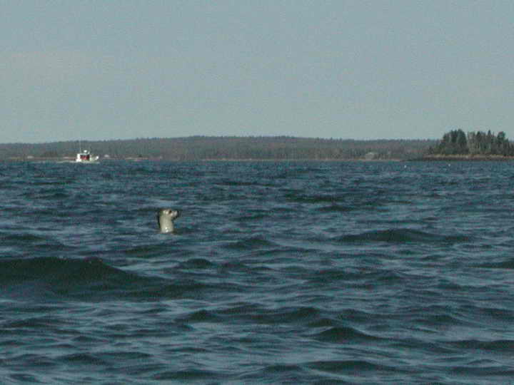 Kayak